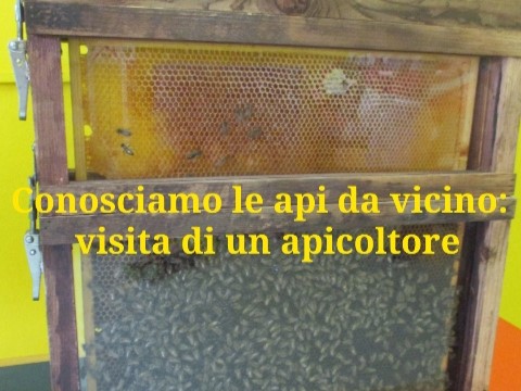 conosciamo le api da vicino: visita di un apicoltore